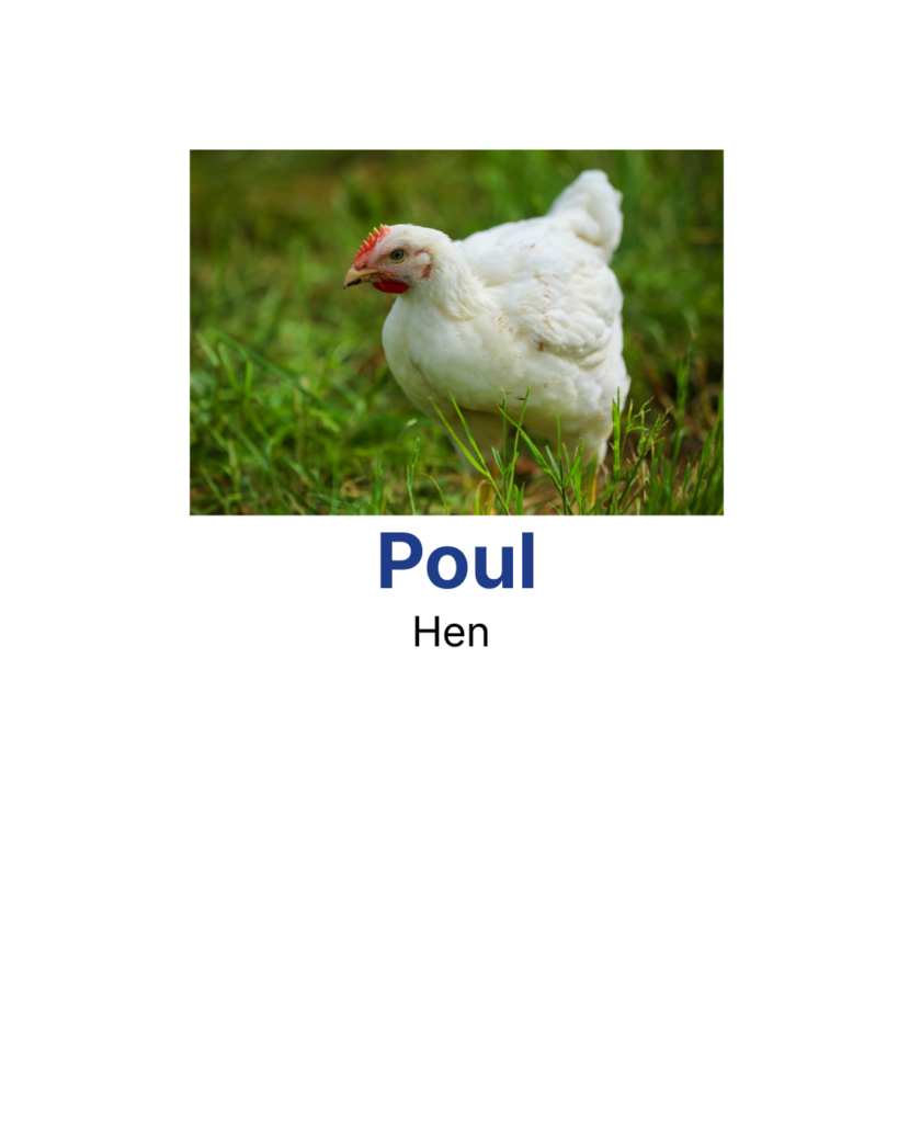 Hen