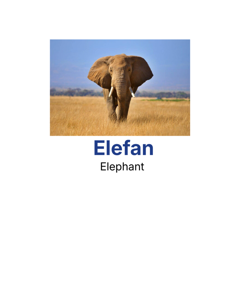 Elephant